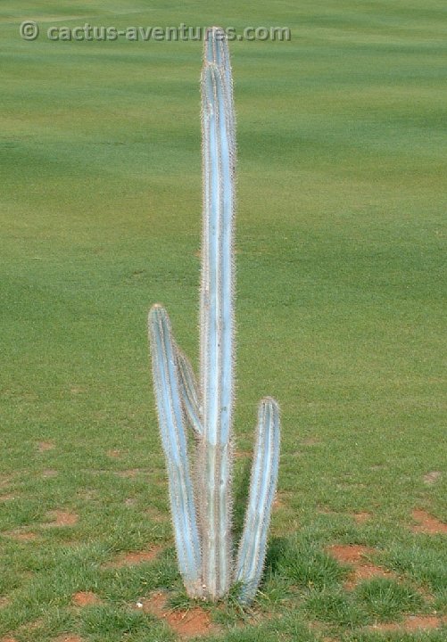 Pilosocereus pachycladus DSCF0825.JPG